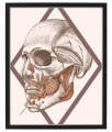 FIGURA_4_40x50.png