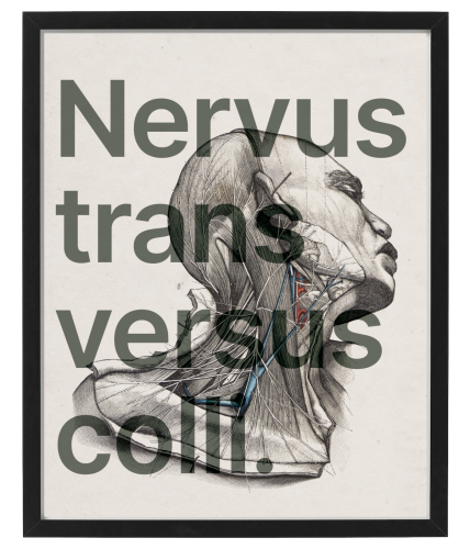 VERBIS_1_40x50.png